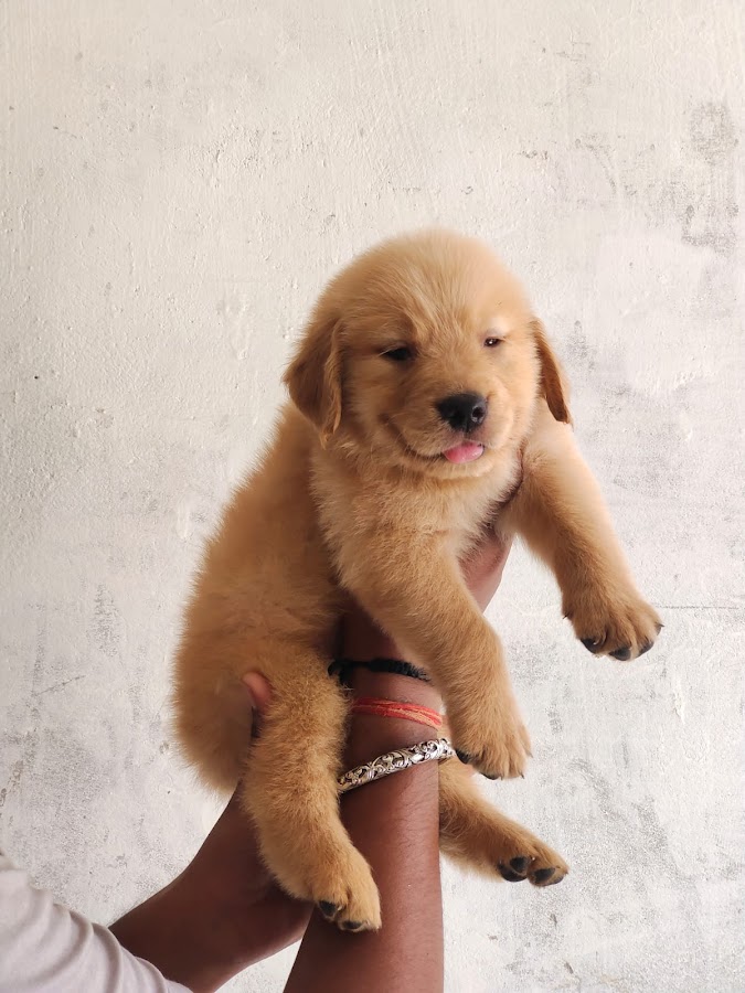 All 4 Pets - Pet Shop in Alambagh, 