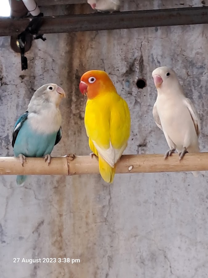 Mrk Aviary - Pet Shop in Wazirganj, 