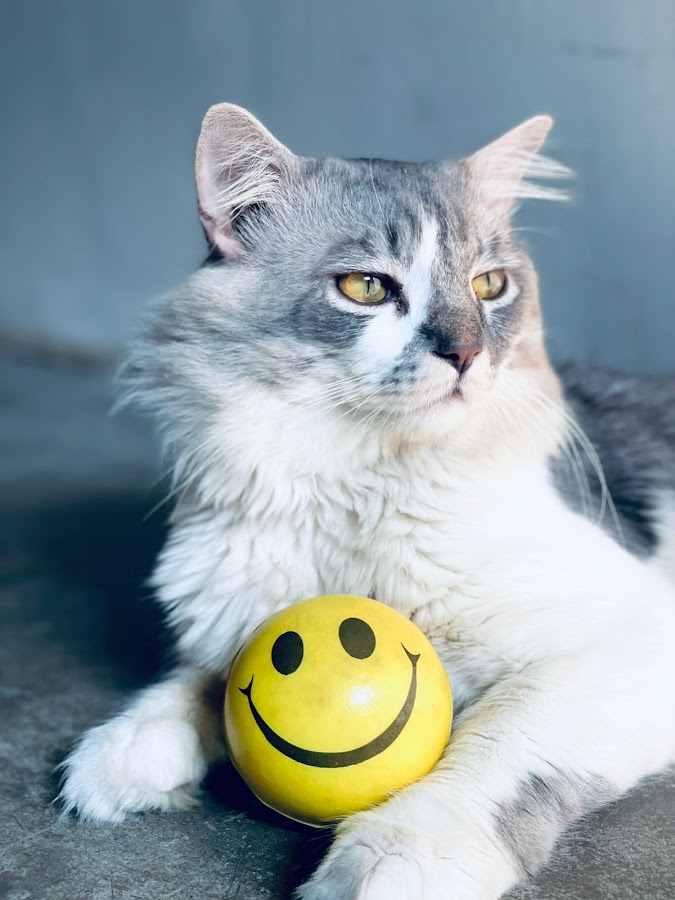 Persian Cat Shop - Pet Shop in Aishbagh, 