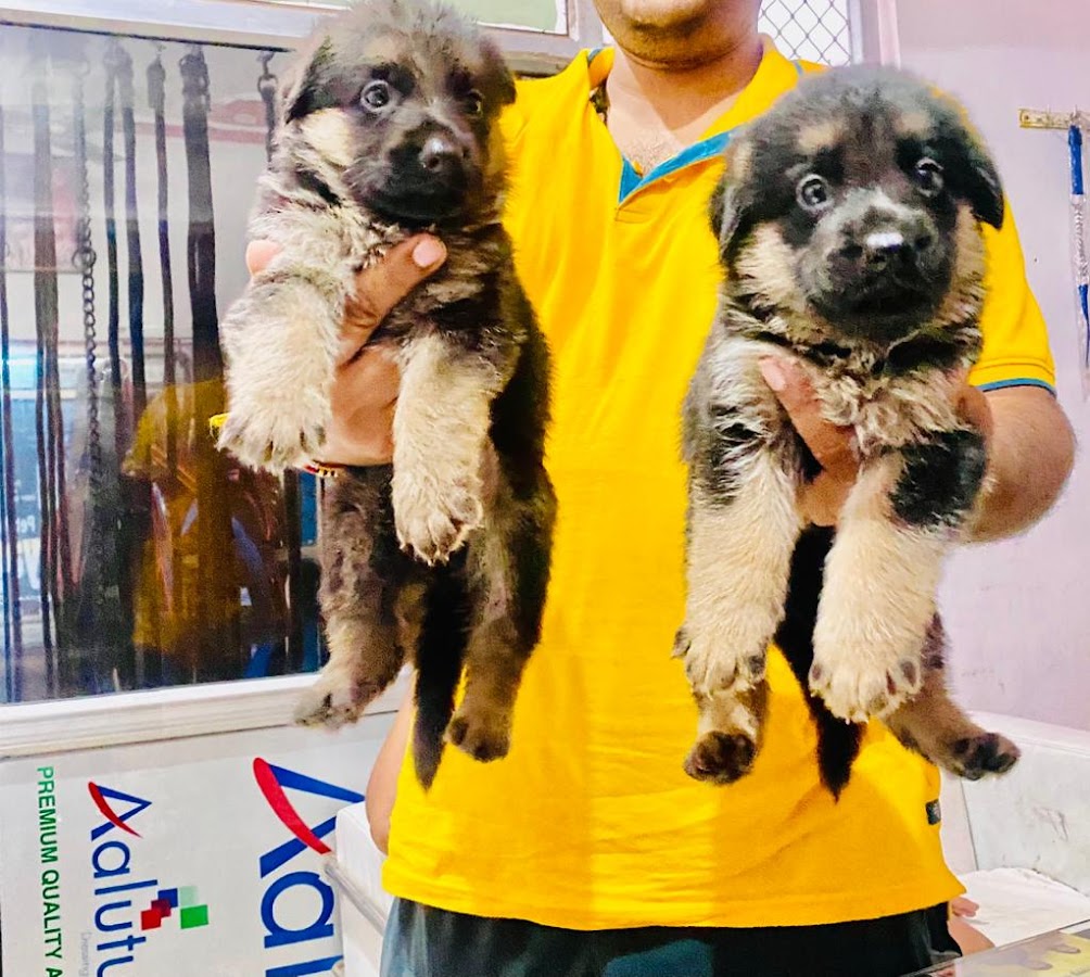 Pet House - Pet Shop in Ashiyana, 
