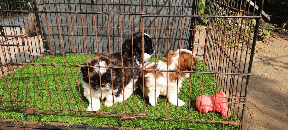 Ratnaam Pet Shop - Pet Shop in Alambagh, 