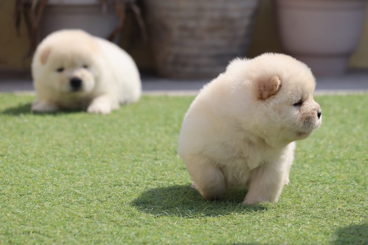 Rainbow Pet Store - Pet Shop in Gomti Nagar, 