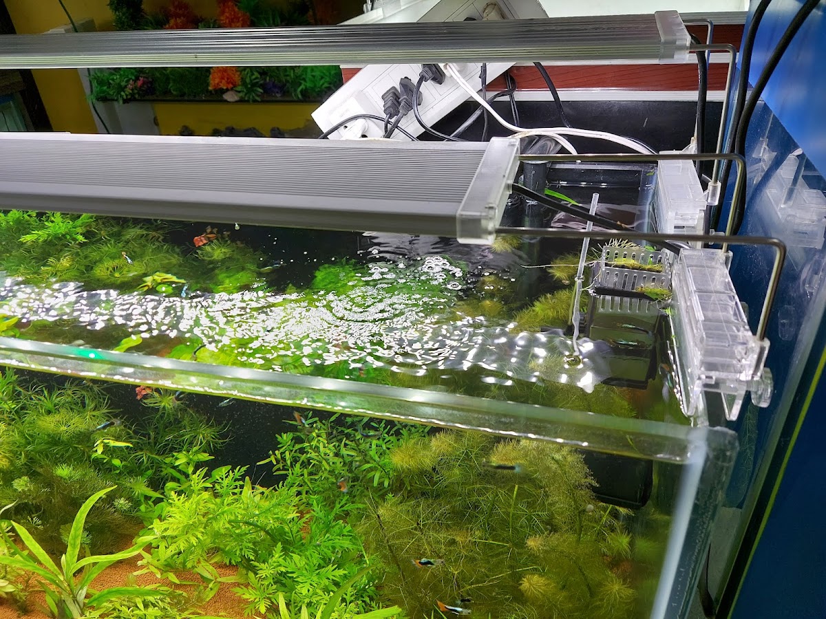 Sagar Aquarium - Pet Shop in Hazratganj, 
