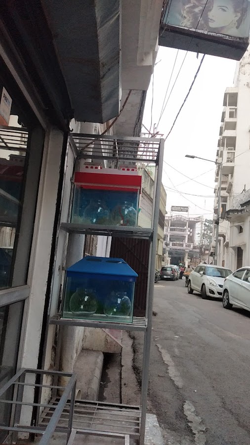 Rupali Aquarium & Creation - Pet Shop in Aminabad, 