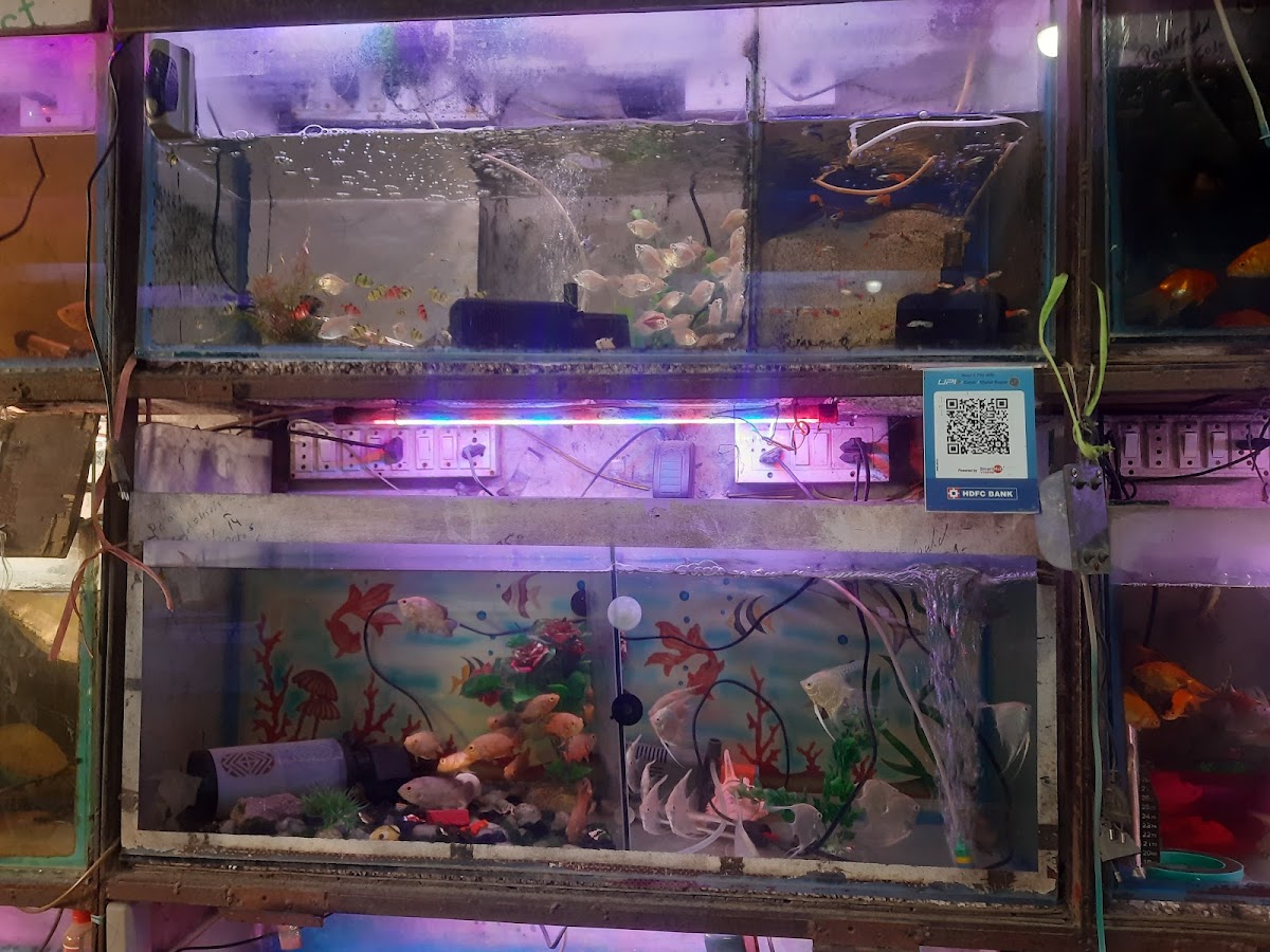 Umama Aquariums and Junaid Per Shop - Pet Shop in Old Labour Colony, 