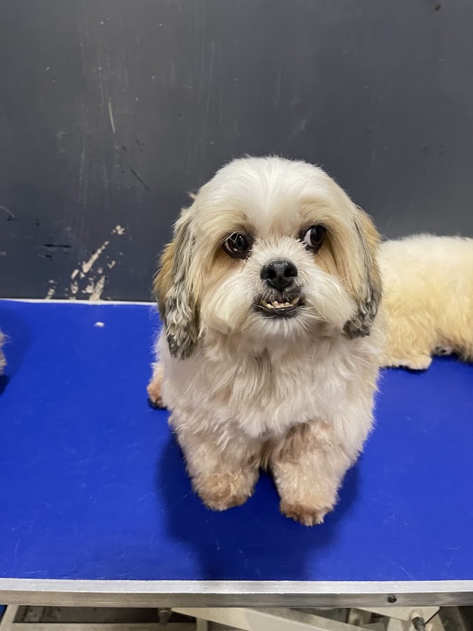 Puppy Planet - Pet Grooming in Gomti Nagar, 