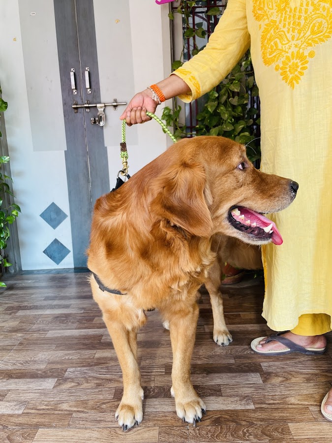 Labrador King - Pet Grooming in Rajajipuram, 