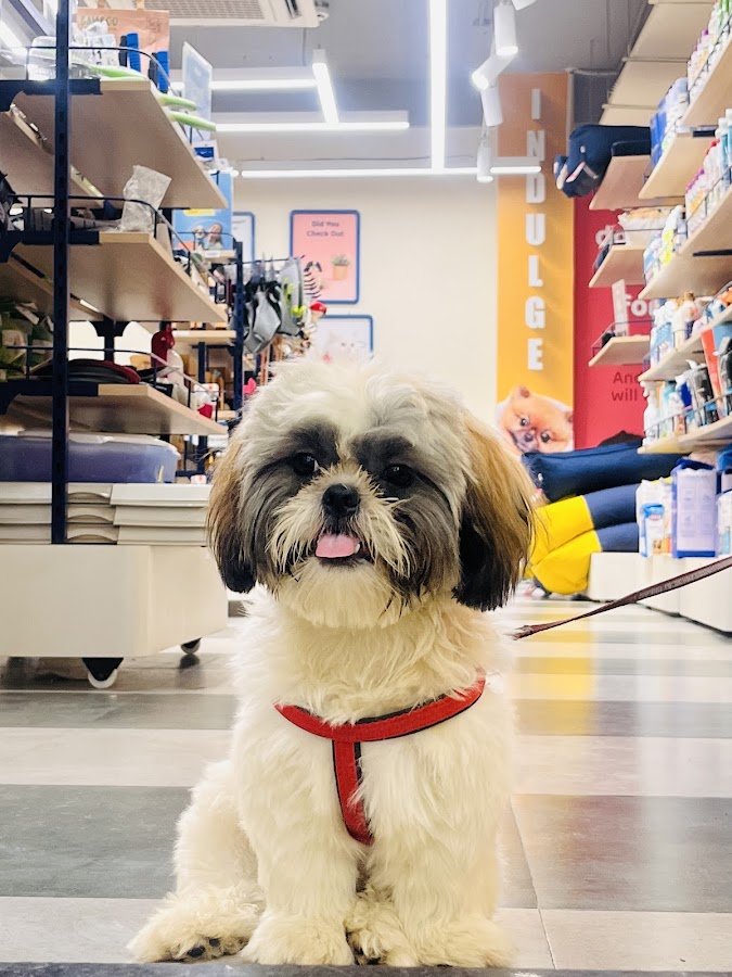 Zigly Pet Care - Pet Grooming in Aliganj, 
