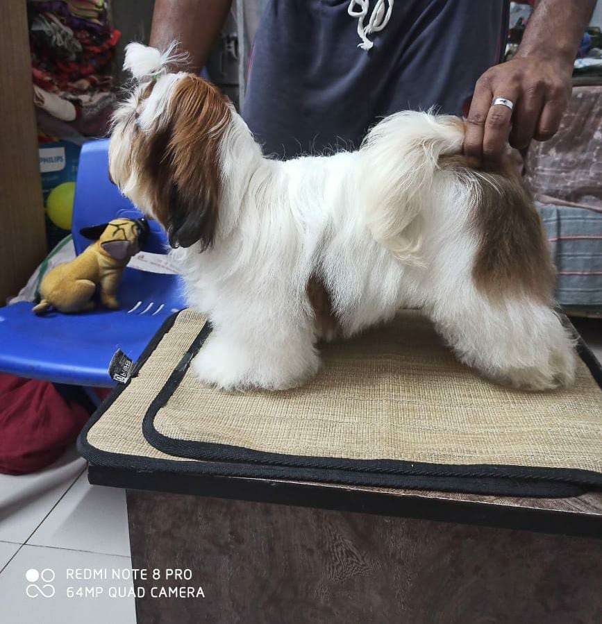 Relite Pet Gallery - Pet Grooming in Aliganj, 