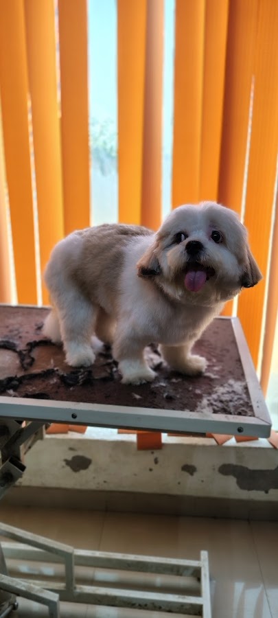 Pampered Paw - Pet Grooming in Uthrethia, 