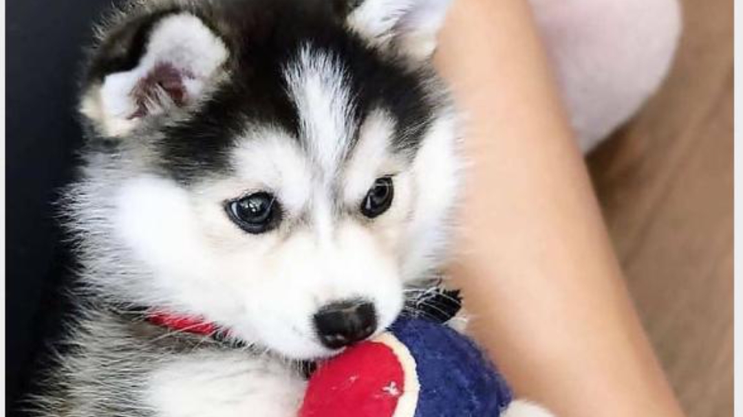 Way2pets - Pet Grooming in Gomti Nagar, 