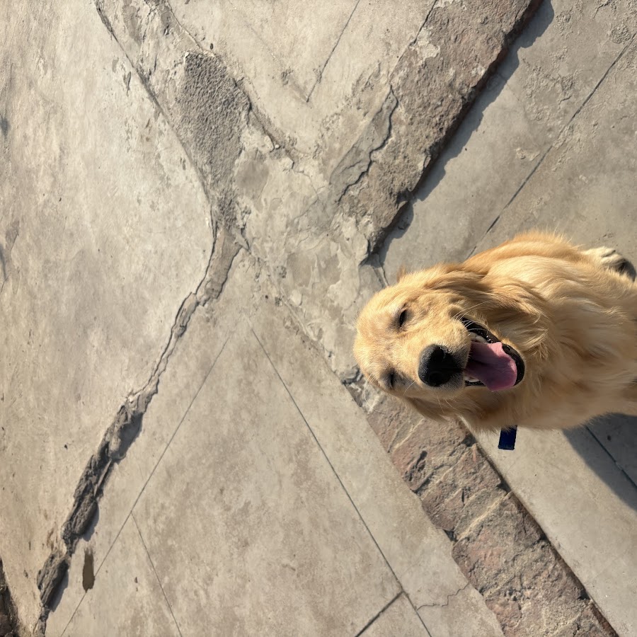 Jimmy Pet Care and Dog Hostel - Pet Grooming in Aishbagh, 