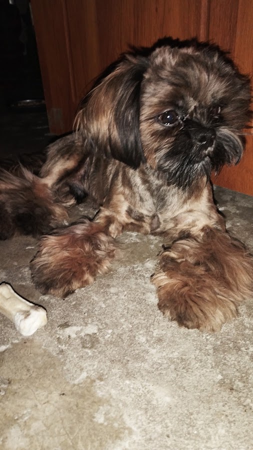 Wagging Tail Pet Salon - Pet Grooming in Sadatganj, 