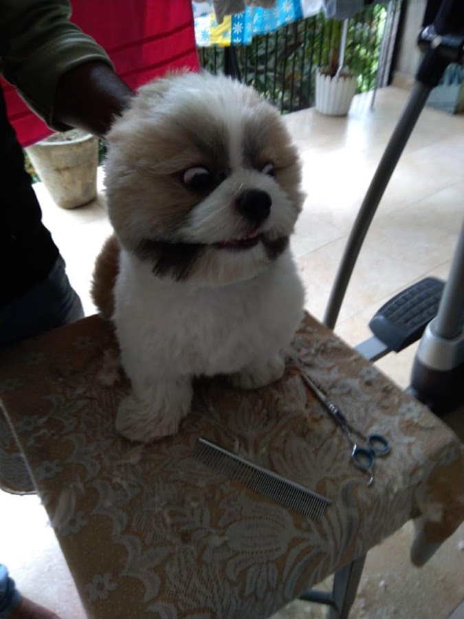 Cool Canine Pet Grooming Services - Pet Grooming in Gomti Nagar, 