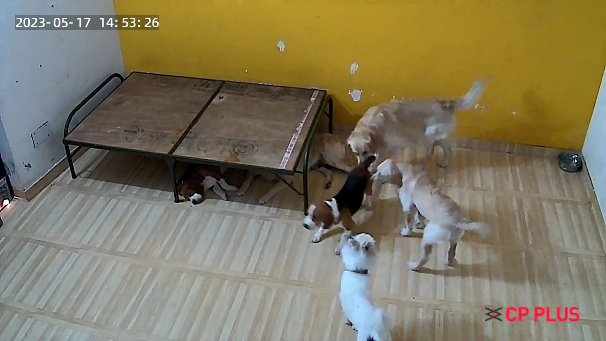Jay Pets Grooming Salon - Pet Grooming in Rajajipuram, 