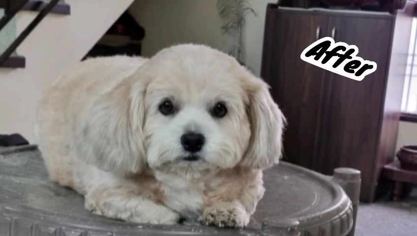 The Pet Grooming - Pet Grooming in Fazullaganj, 