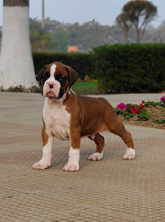 Gurmeet Pet Shop - Pet Grooming in Sadar Bazaar, 