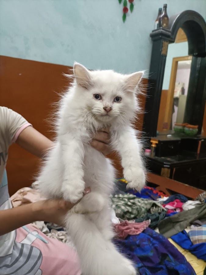 Dyna Pet Club - Pet Grooming in Balaganj, 