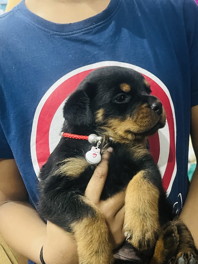 Kennel Pets Adda - Pet Grooming in Chinhat, 