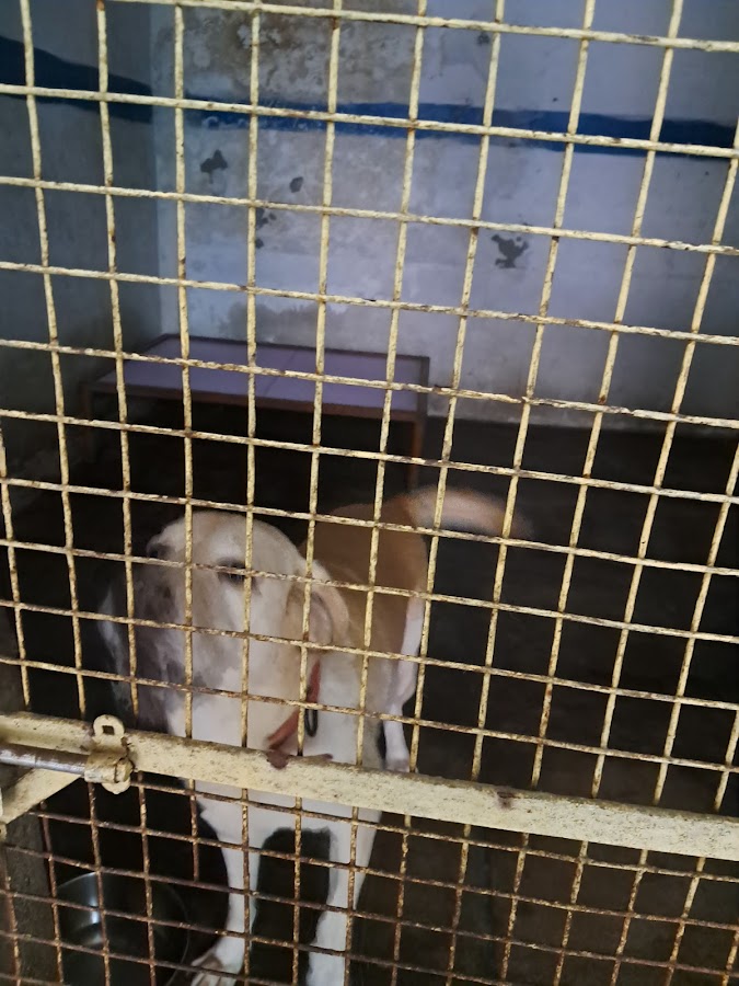 Pranilok Pets Creche & Care Centre - Pet Grooming in Ahamamau, 